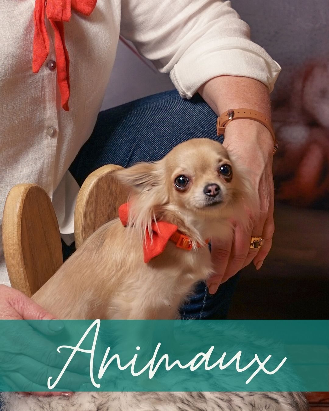 categorie-animaux-accessoire-textile-fait-main-noeud-papillon-complissime collection accessoires textiles animaux sur mesure faite main